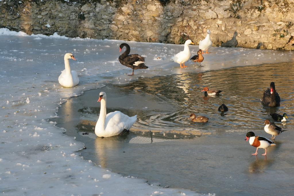 Les Douves Bed and Breakfast Onzain Εξωτερικό φωτογραφία